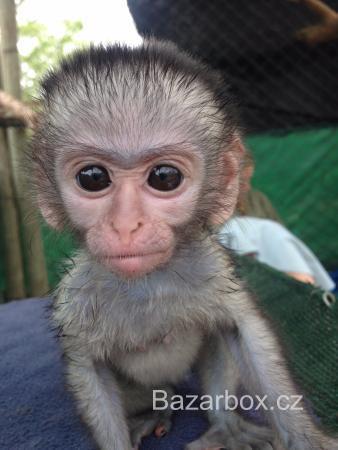 prodej kapucínských opic