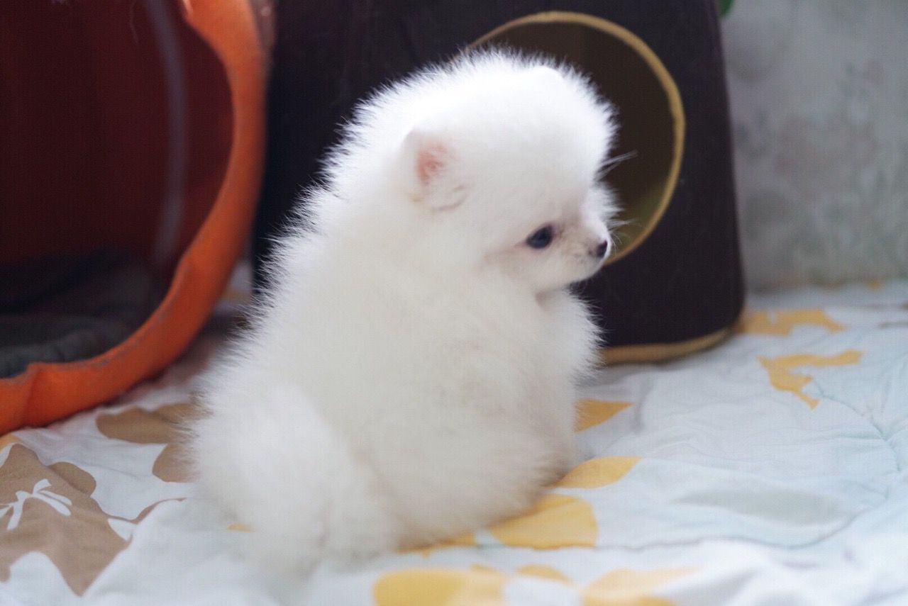 Šálek Pomeranian štěňata čistě bílá