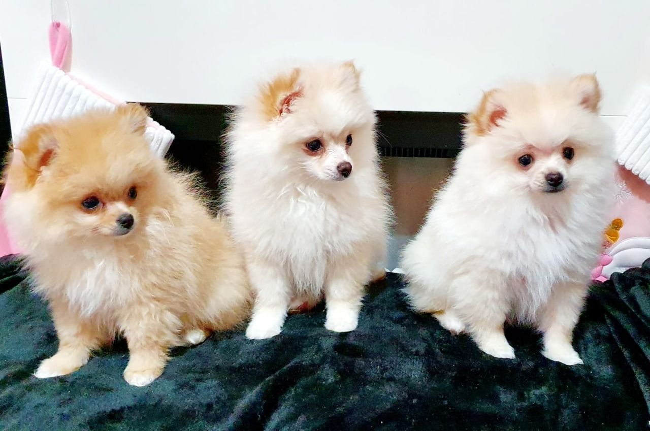 Krásná Pomeranian Pups na prodej.