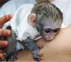 Sladké Kapucínský opice pro prodej