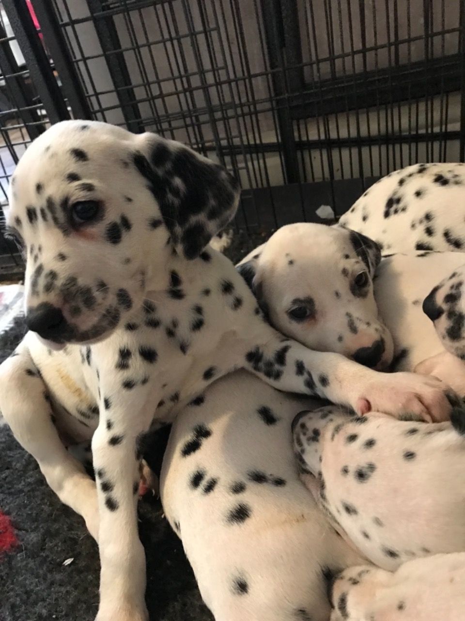 Awesome Dalmatian Puppies K dispozici na prodej