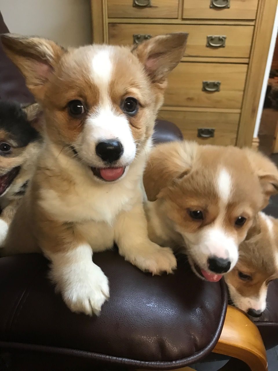 Welsh Pembrokeshire Corgi tata na prodej