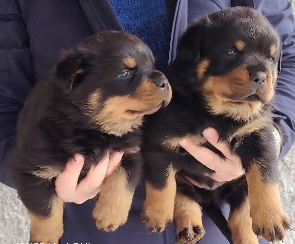 �t��ata rotvajlera pejsci