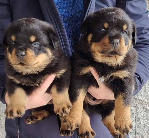 �t��ata rotvajlera pejsci