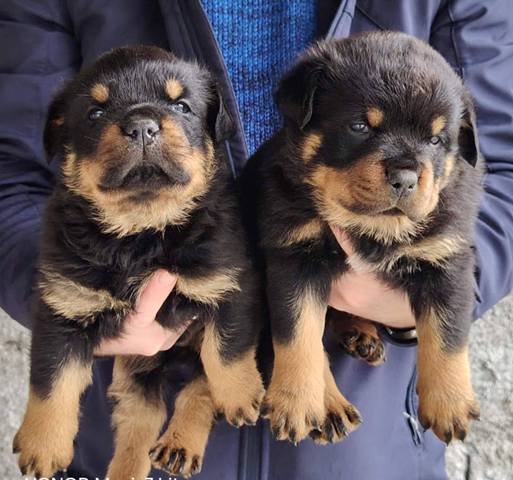 �t��ata rotvajlera pejsci