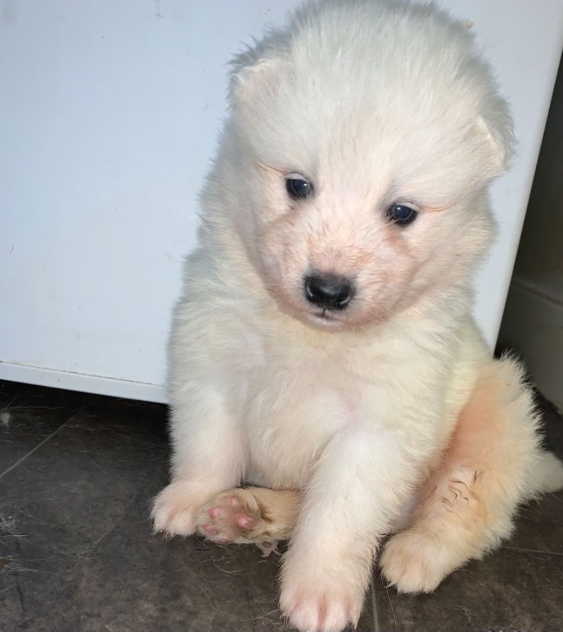 Samoyed Puppy at your Disporsal.