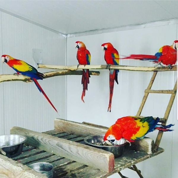 Papouci, kakaki, exotit ptci a exotick zvata na prodej