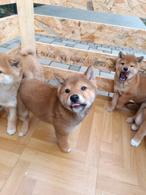 �t��ata Shiba Inu