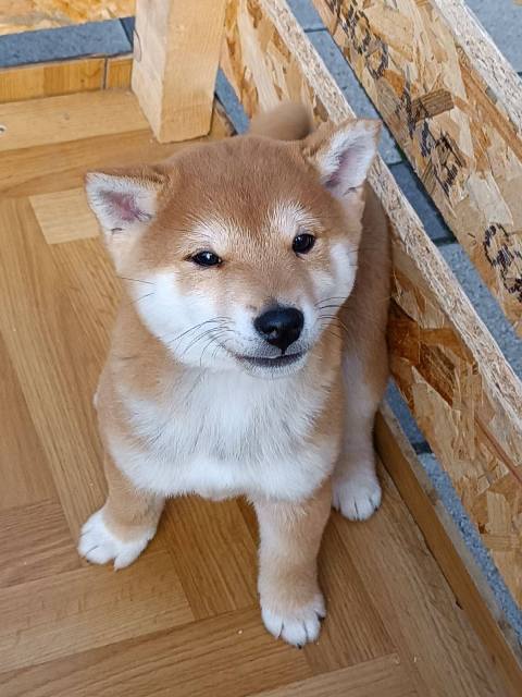 Štěňata Shiba Inu