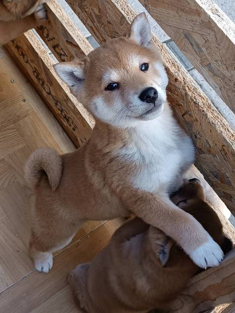 Štěňata Shiba Inu