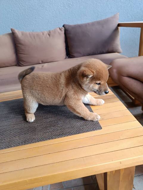 Štěňata Shiba Inu
