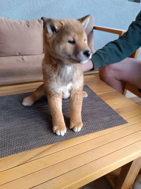 Štěňata Shiba Inu
