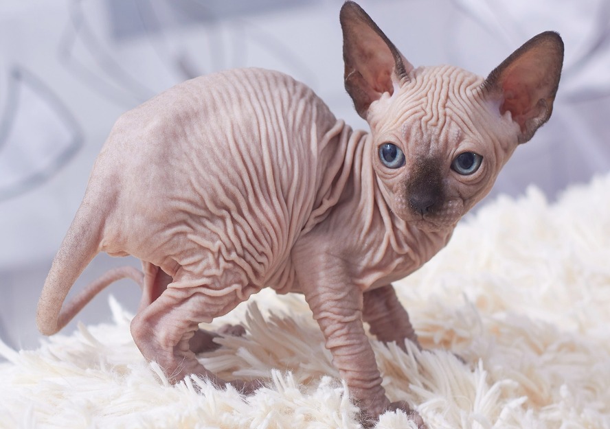 Sphynx kittens