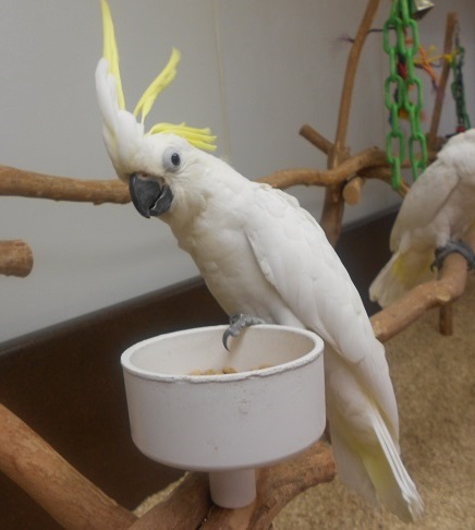 Detnk kakadu papouci  pro prodej