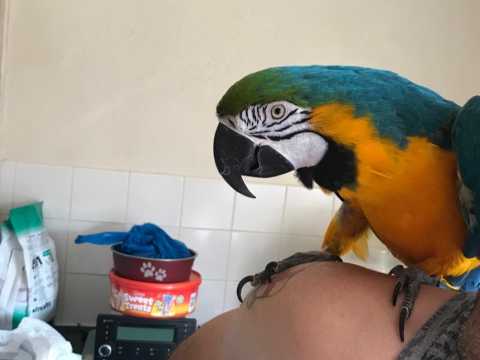 Krásná 2 roky Ara Ararauna papoušci