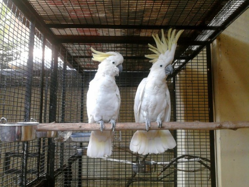 Nabdka  kakadu papouci 