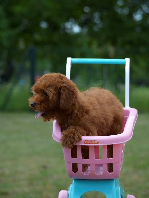 Toy pudl, �t�n�