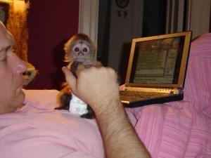 dětské kapucínské opice na prodej