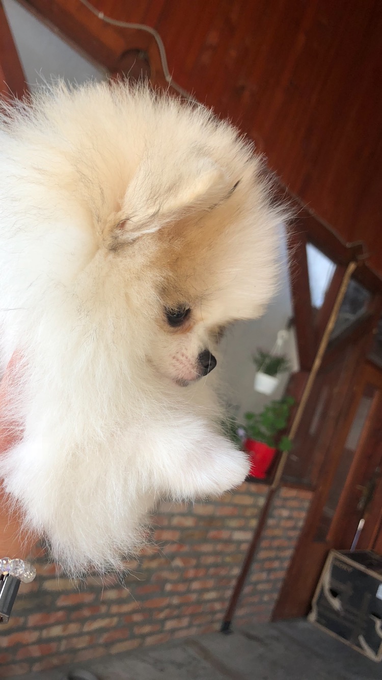 Pomeranian spitz female na prodej