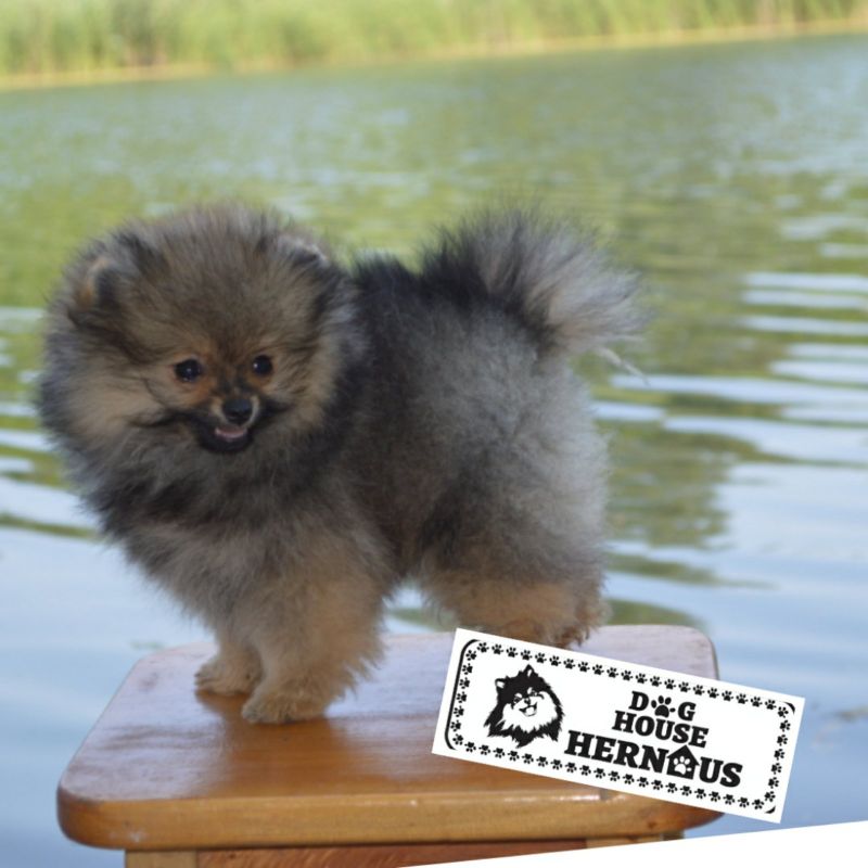 Pomeranian Spitz tata