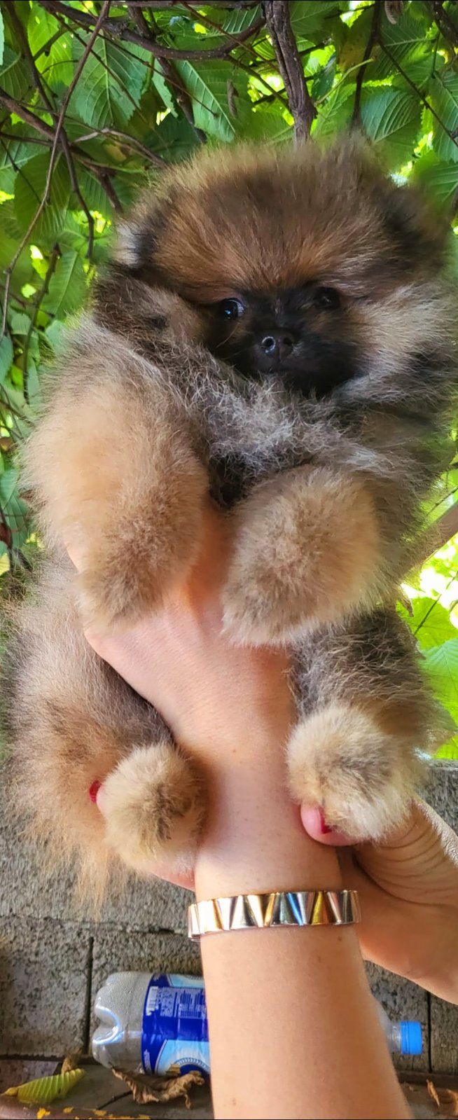 Pomeranian Spitz Teddy tata