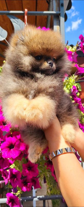 Pomeranian Spitz Boo štěně