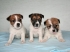 prod�m �t���tka do dobr�ch rukou, kr�sn�, zdrav�, kvalitn� za velice dostupnou cenu. �t���tka jsou �ipovan�, o�kovan�, petpassport, kupn� smlouva samoz�ejmost�. Uv�t�m osobn� kontakt, i po odb�ru �t���tka r�da porad�m s dal��m chovem. Zaj�m�me se chovem JRT od sam�ho po��tku. Nez�vazn� n�v�t�va v�t�na. Mo�nost v�b�ru �t���tka i pouze jako rodinn�ho p��tele. V�echny varianty srsti k odb�ru hned anebo a� o pr�zdnin�ch. V�b�r ze t�ech vrh�. V�born� socializace a p��e.