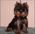 Yorkshire terrier - pejsek - 4 m�s�ce, na mazl�ka.